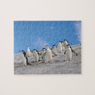 Zügelpinguine Pygoscelis Antarctica Puzzle