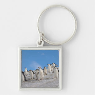 Zügelpinguine Pygoscelis Antarctica Schlüsselanhänger