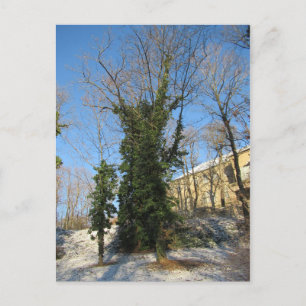 Zugewachsener Baum Postkarte