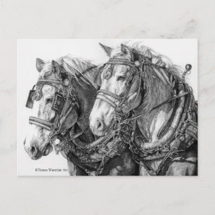 Zugpferde-Zeichnung Postkarte