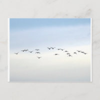 Zugvögel