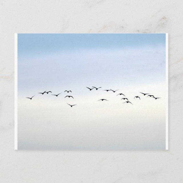 Zugvögel Postkarte (Vorderseite)