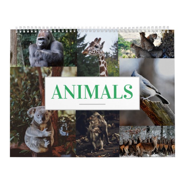 Zuhause/Bürokalender Tierkalender Kalender (Titelbild)