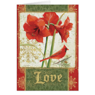 Zuhause für Weihnachtsamaryllis-Liebe