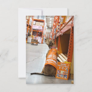 Zuhause Improvisation Kostümbuch Funny Dog Foto Ca Dankeskarte