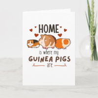 Zuhause ist, wo meine Guinea Schweine sind