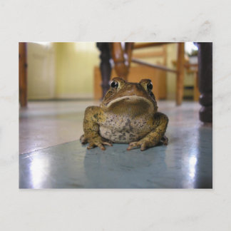 Zuhause-Kröte Postkarte