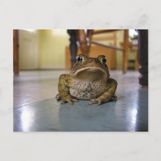 Zuhause-Kröte Postkarte (Vorderseite)