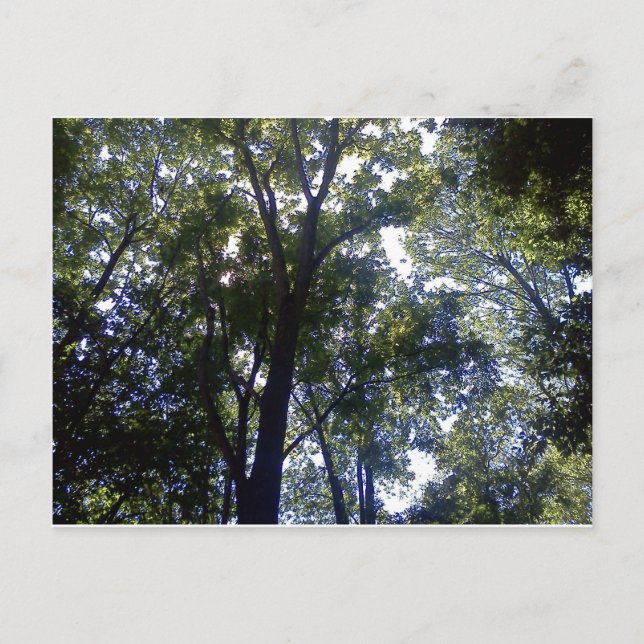 Zuhause von Elfen Postkarte (Vorderseite)