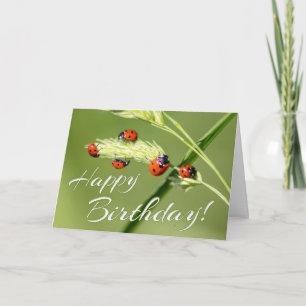 Zum Geburtstag mit 5 kleinen Ladybugs! Karte