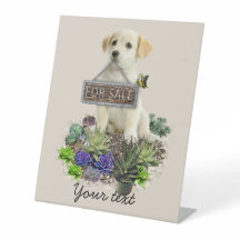 Zum Verkauf angebotene Succula