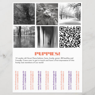 Zum Verkauf von Dänischen Welpen Flyer