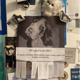 Zum Verkauf von Schwarz-Weiß-Welpen Flyer