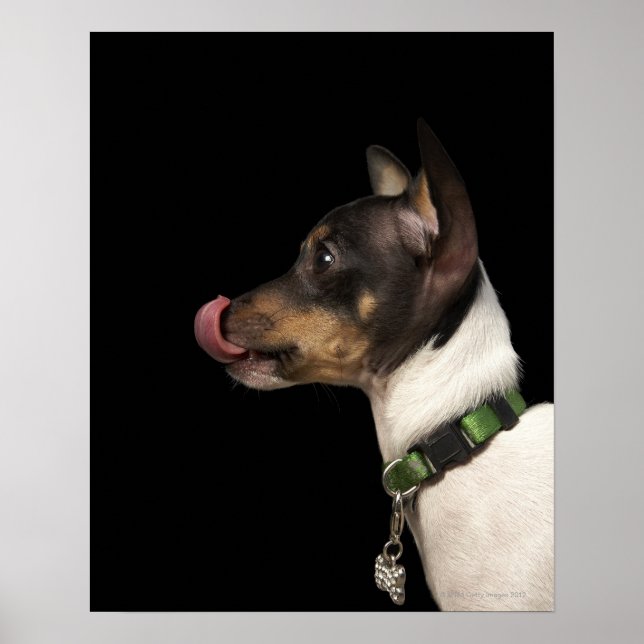 Zunge aus Schwarz und Weiß Rat Terrier Poster (Vorne)