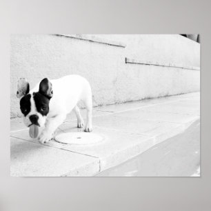 Zunge der französischen Bulldogge heraus Poster