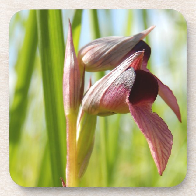 Zunge Orchid Hartplastik-Untersetzer Untersetzer (Vorderseite)