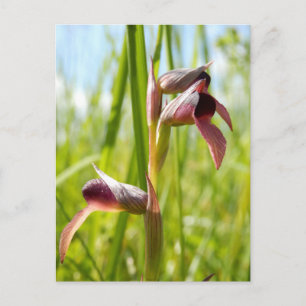 Zungen-Orchis Postkarte