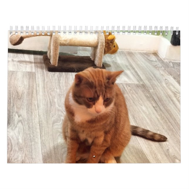 Zur Liebe von Katzen Kalender (Titelbild)