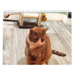 Zur Liebe von Katzen Kalender