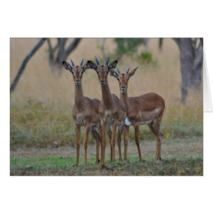 Zur Warnung - Impala-Karte