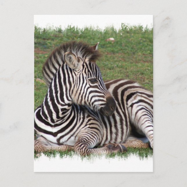 Zurück der Zebra-Postkarte Postkarte (Vorderseite)