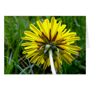 Zurück vom Löwenzahn