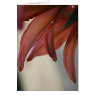 Zurück von Pink Tiger lily Imaginative Imagery Kar