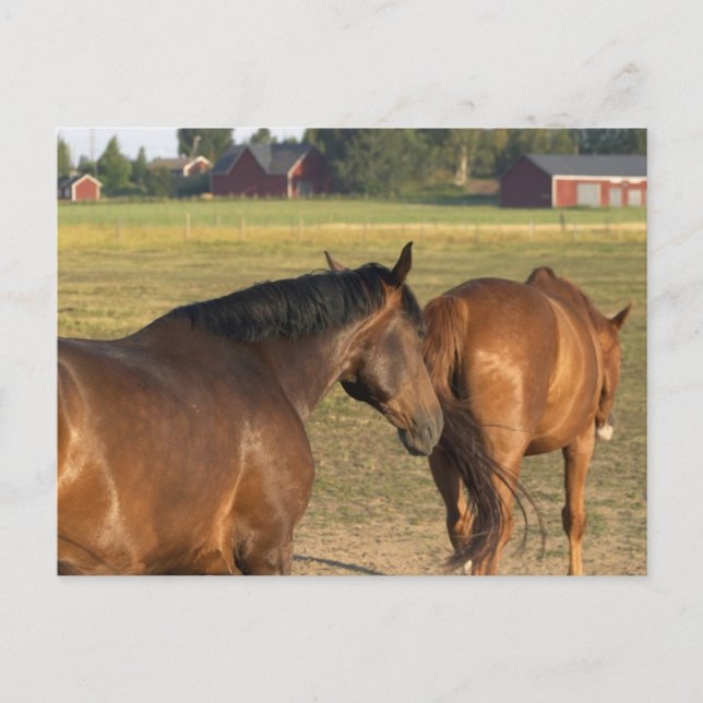 Zurück zum Stall Postkarte (Vorderseite)