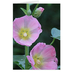 Zusammen blühen L rosa Hollyhock-Blumen