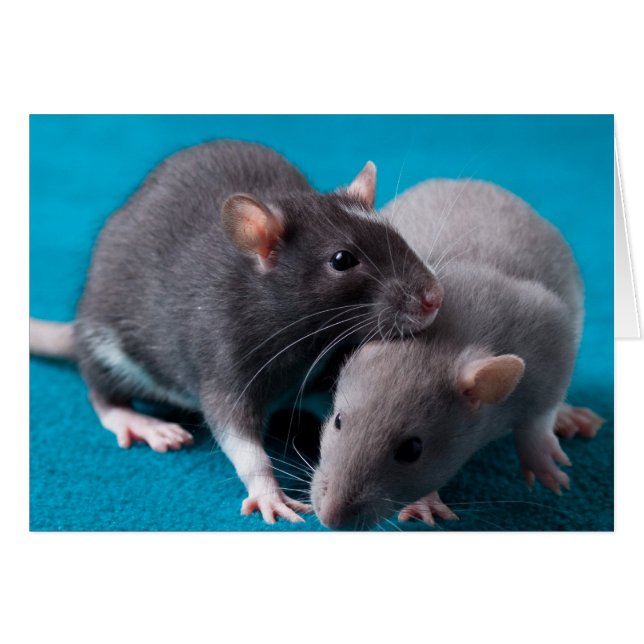 Zusammen Ratten Karte (Vorderseite (Horizontal))