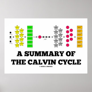 Zusammenfassung des Calvin-Zyklus (Fotosynthese) Poster
