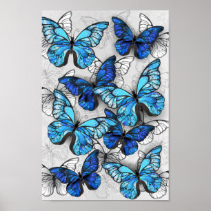 Zusammensetzung der weißen und blauen Schmetterlin Poster