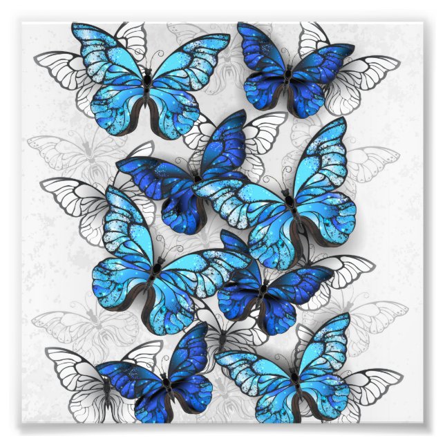 Zusammensetzung von White und Blue Butterflies Fotodruck (Vorne)