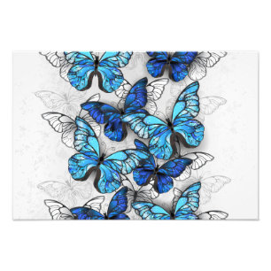 Zusammensetzung von White und Blue Butterflies Fotodruck