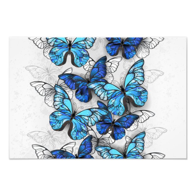 Zusammensetzung von White und Blue Butterflies Fotodruck (Vorne)