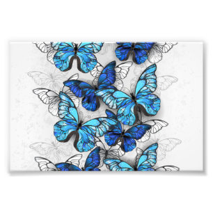 Zusammensetzung von White und Blue Butterflies Fotodruck