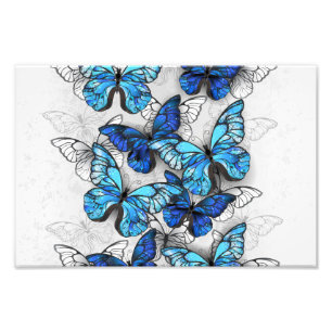 Zusammensetzung von White und Blue Butterflies Fotodruck