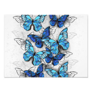 Zusammensetzung von White und Blue Butterflies Fotodruck