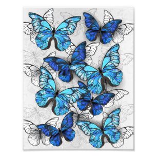Zusammensetzung von White und Blue Butterflies Fotodruck