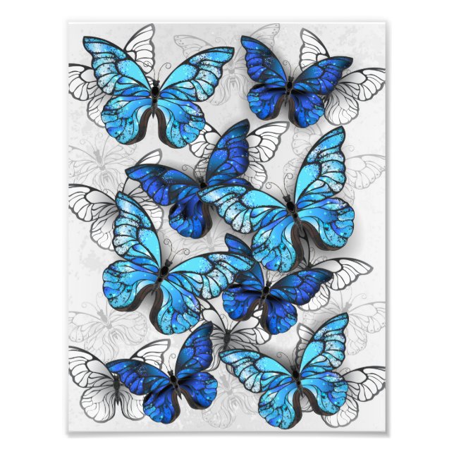 Zusammensetzung von White und Blue Butterflies Fotodruck (Vorne)