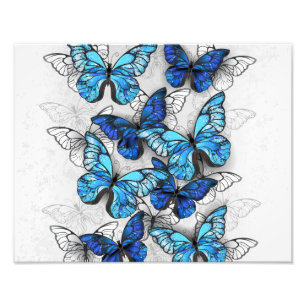 Zusammensetzung von White und Blue Butterflies Fotodruck