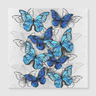 Zusammensetzung von White und Blue Butterflies Magnetkarte