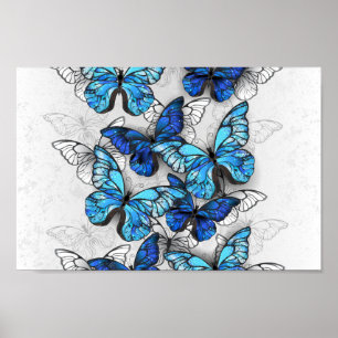 Zusammensetzung von White und Blue Butterflies Poster