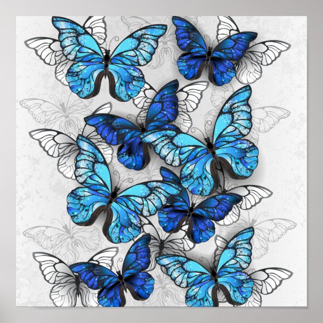 Zusammensetzung von White und Blue Butterflies Poster (Vorne)