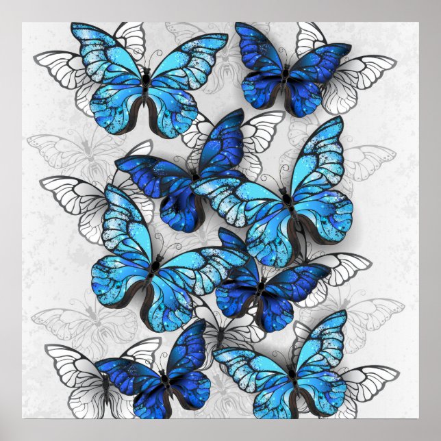 Zusammensetzung von White und Blue Butterflies Poster (Vorne)