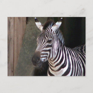 Zuschüsse zebra postkarte