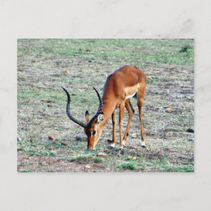 ZuschussGazelle Postkarte