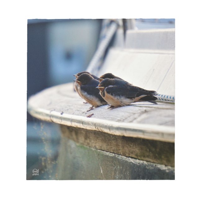 Zwaluw vogeltjes die op een lijn zitten in de have notizblock (Vorderseite)