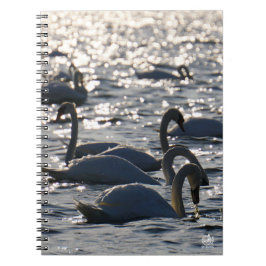 Zwanen in een groep op het water met glinsterend z notizblock