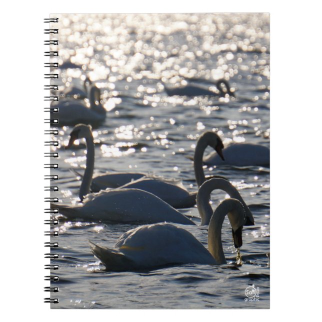 Zwanen in een groep op het water met glinsterend z notizblock (Vorderseite)